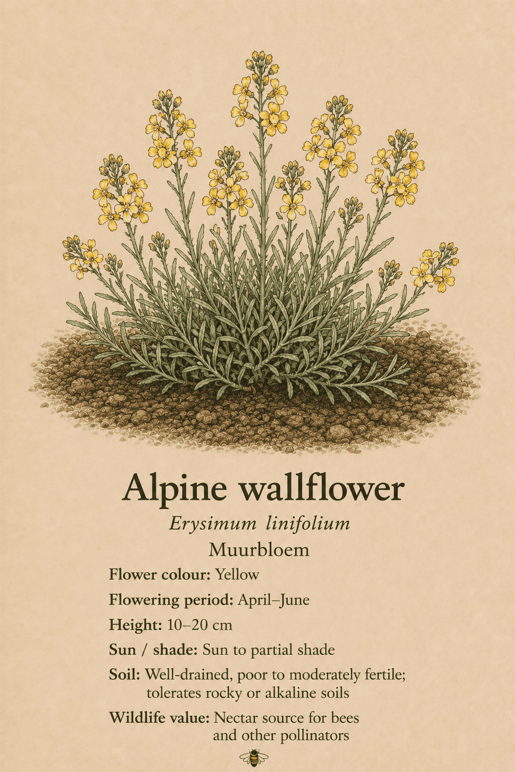 Alpine wallflower - muurbloem - Erysmium linifolium