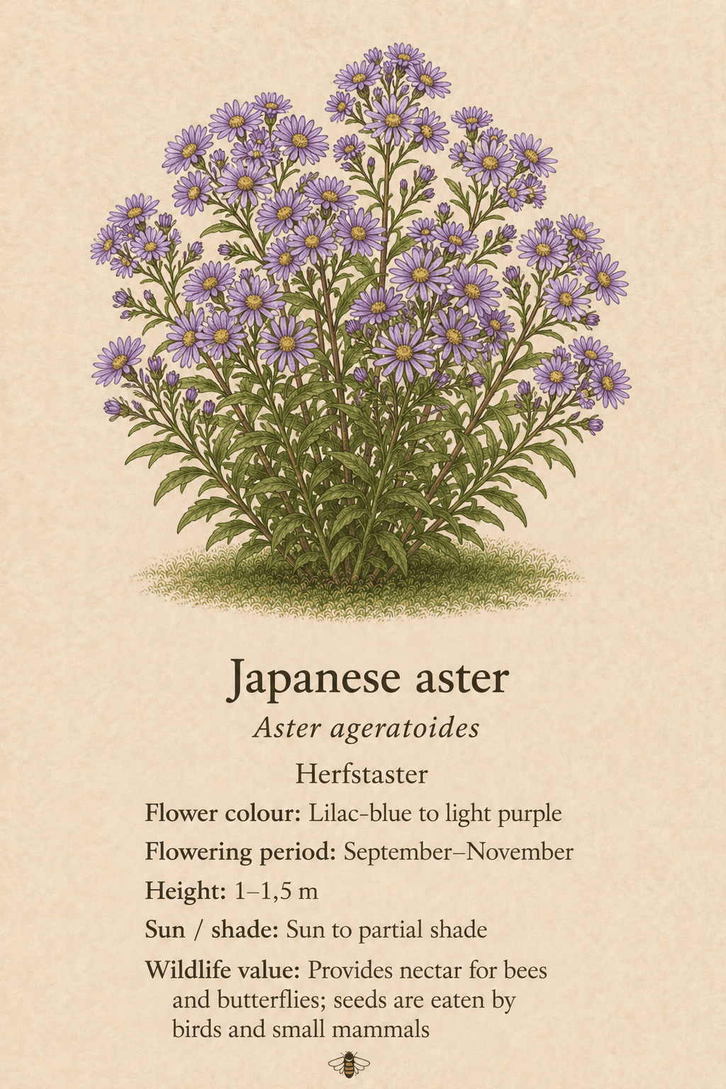 Japanese aster - herfstaster - Aster ageratoides