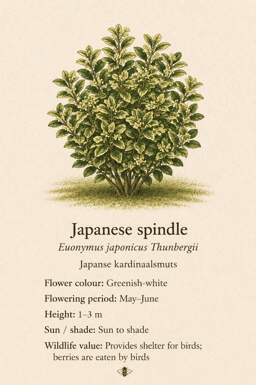 Japanese spindle - japanse kardinaalsmuts - Euonymus japonicus Thunbergii