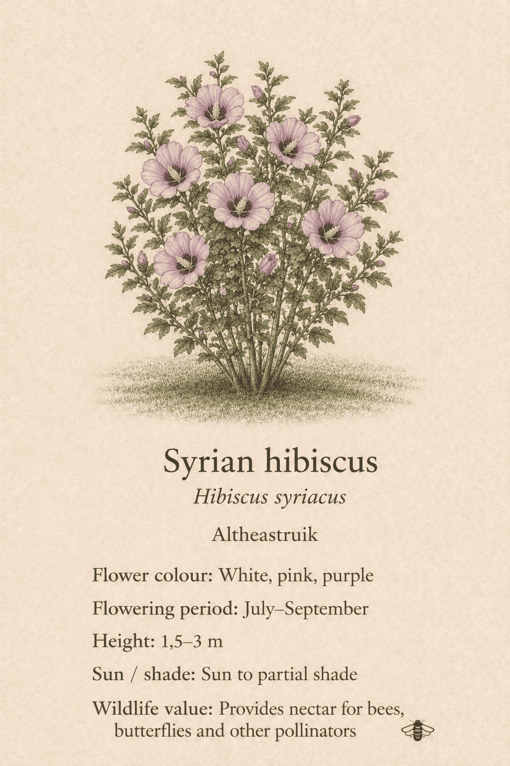 Syrian hibiscus - altheastruik - Hibiscus syriacus