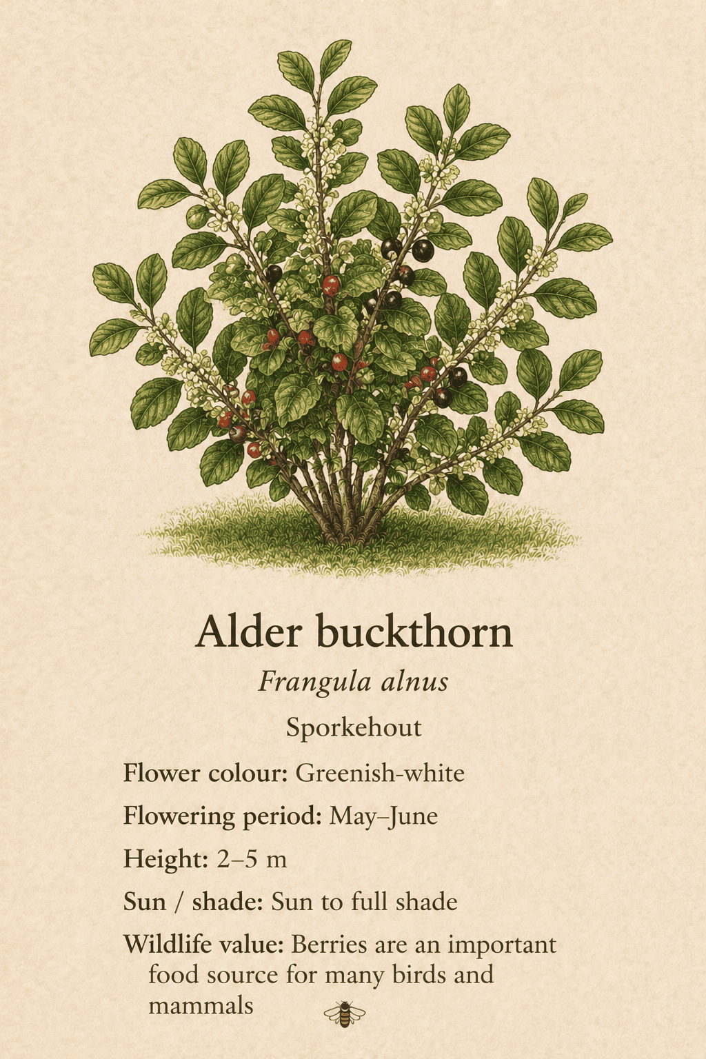 alder buckthorn - sporkehout - Frangula alnus