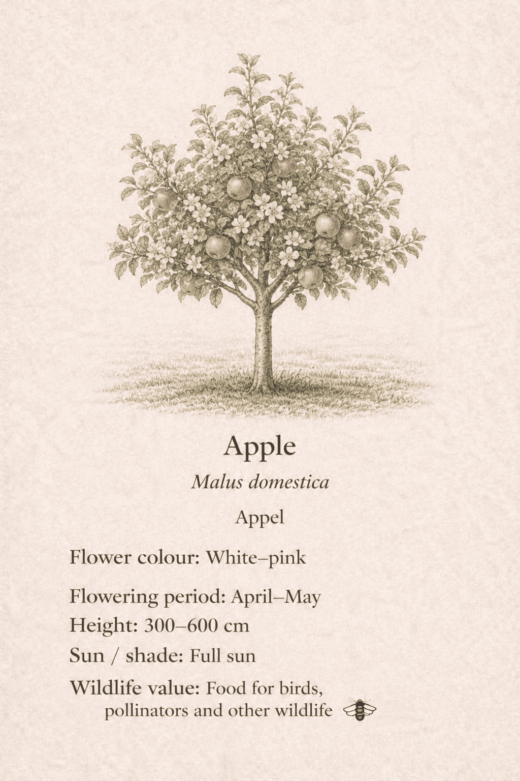 apple - appel - Malus domestica