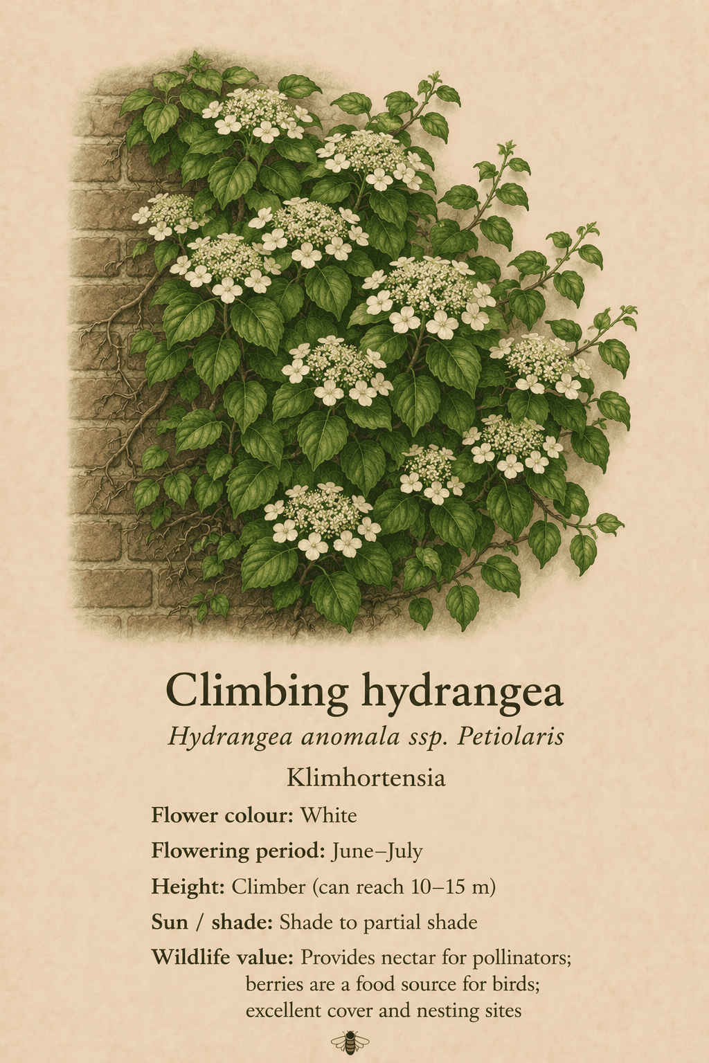 climbing hydrangea - klimhortensia - Hydrangea anomala ssp. Petiolaris