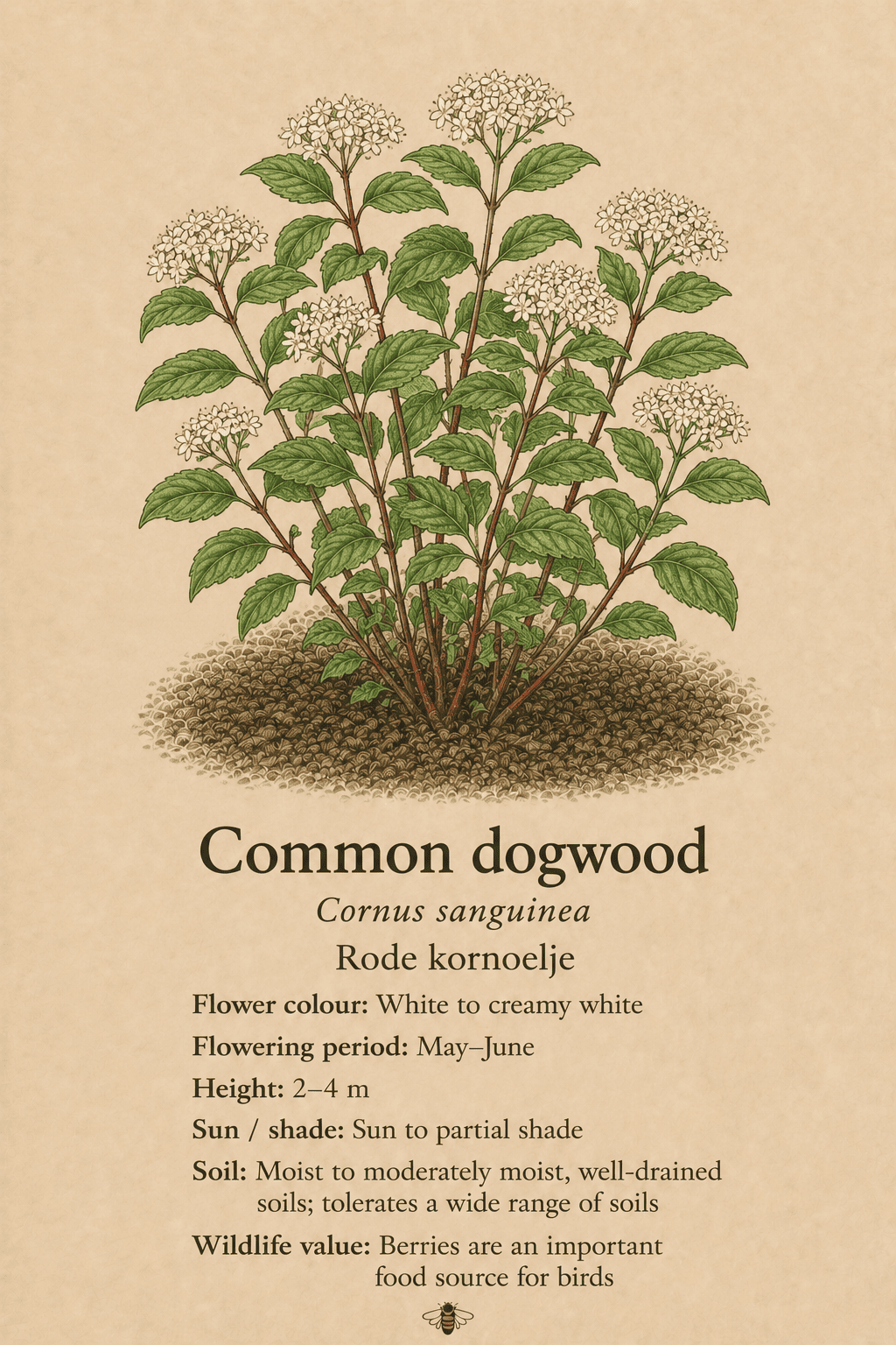 common dogwood - rode kornoelje - Cornus sanguinea (1)