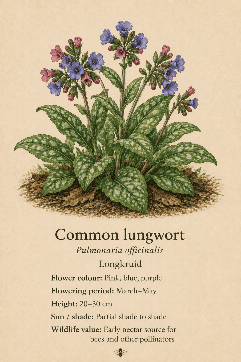 common lungwort - longkruid - Pulmonaria officinalis