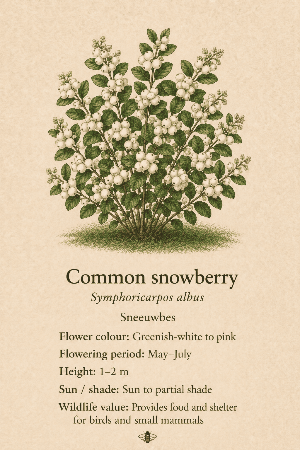 common snowberry - sneeuwbes - Symphoricarpos albus