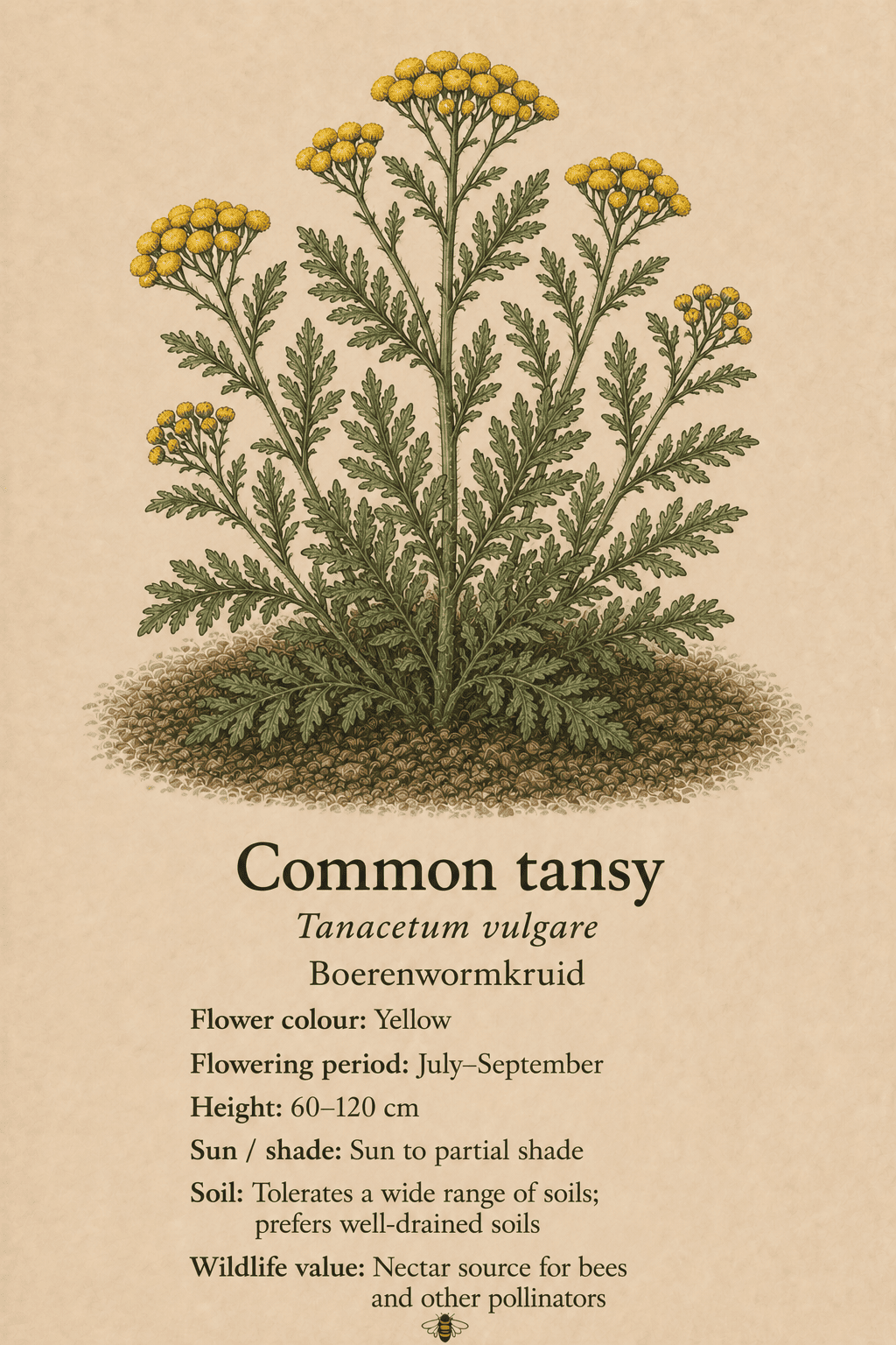 common tansy - boerenwormkruid - Tanacetum vulgare