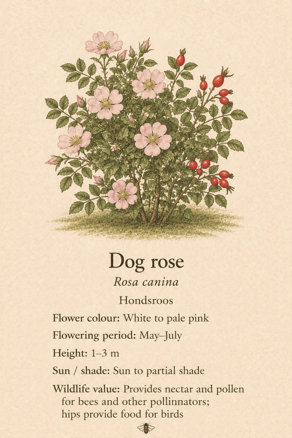 dog rose - hondsroos - Rosa canina