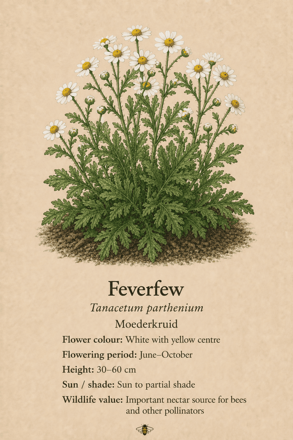 feverfew - moederkruid - Tanacetum parthenium
