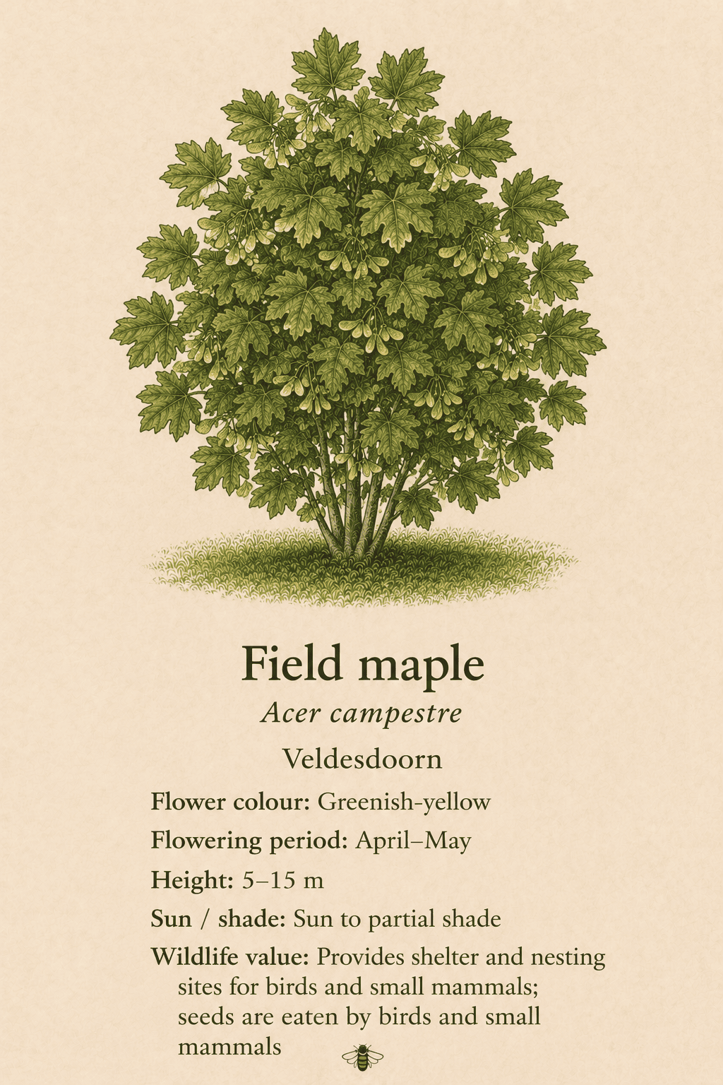 field maple - veldesdoorn - Acer campestre
