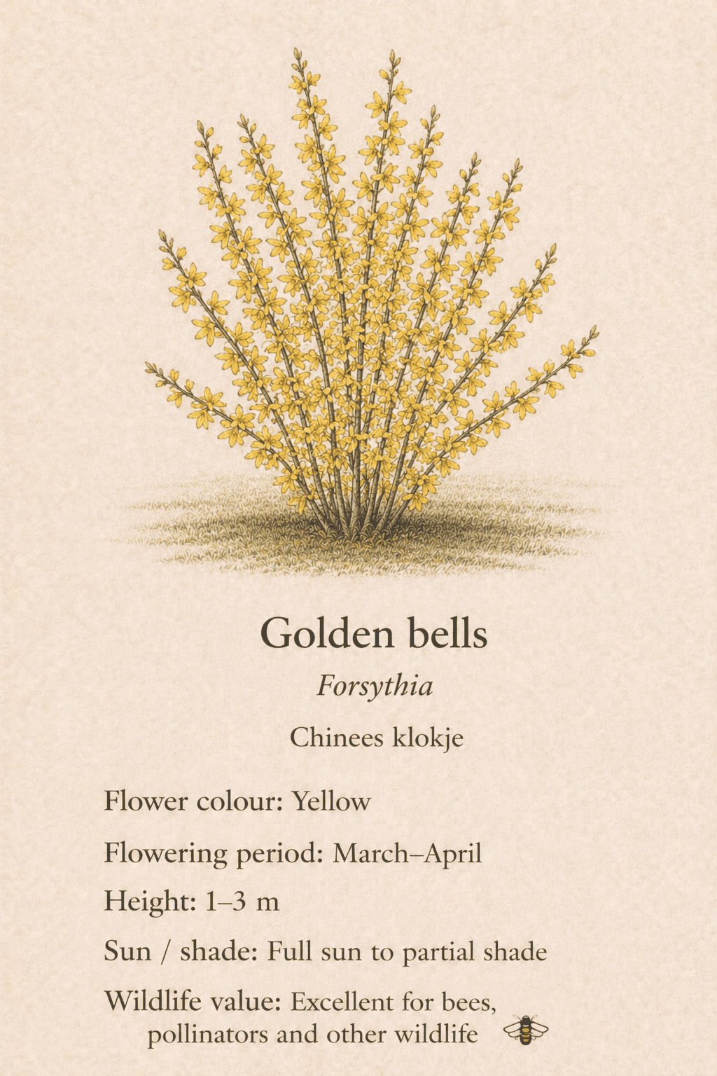golden bells - Chinees klokje - Forsythia