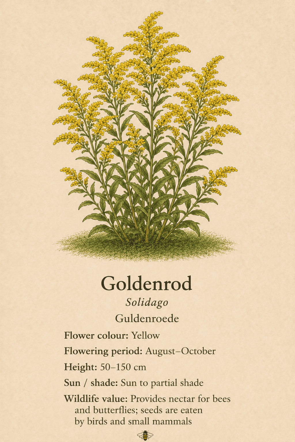 goldenrod - guldenroede - Solidago