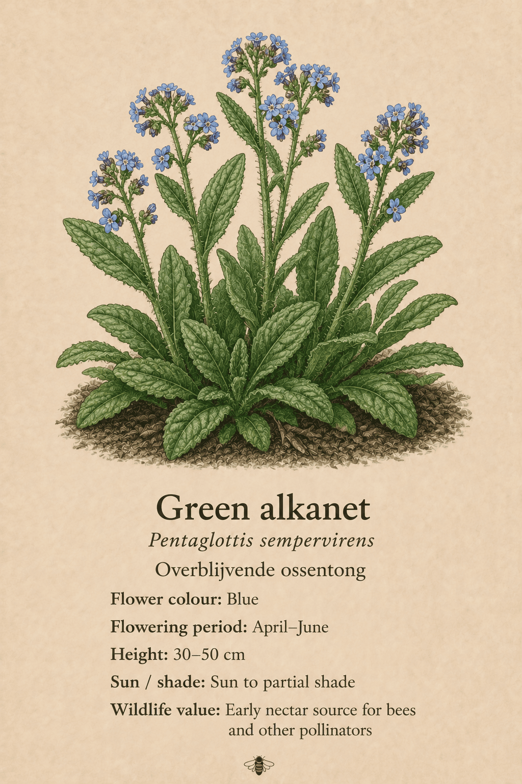 green alkanet - overblijvende ossentong - Pentaglottis sempervirens