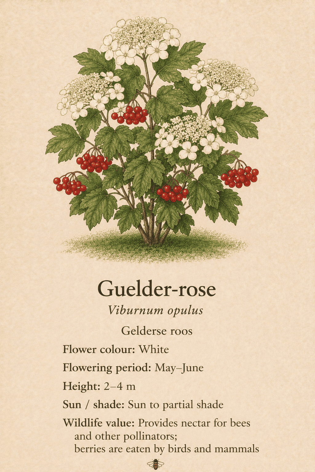 guelder-rose - Gelderse roos - Viburnum opulus