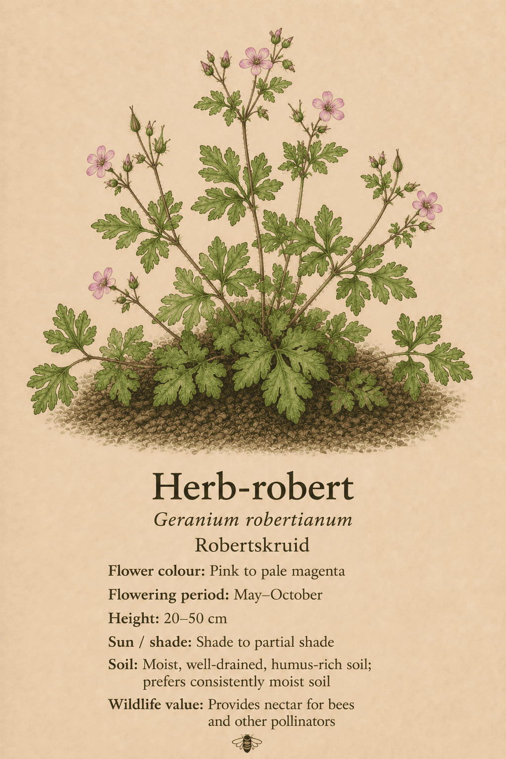 herb-robert - robertskruid - Geranium robertianum