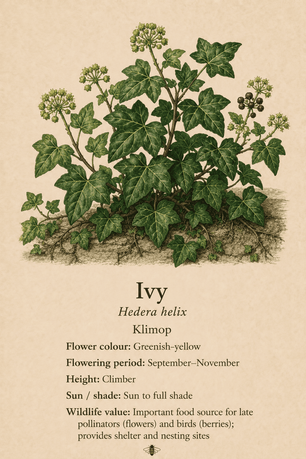 ivy - klimop - Hedera helix