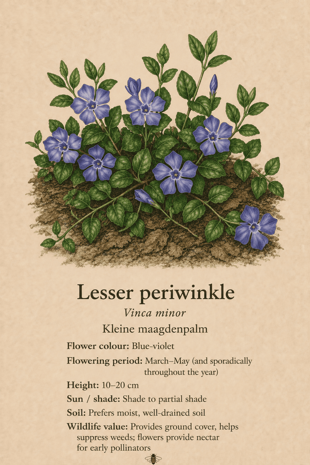 lesser periwinkle - kleine maagdenpalm - Vinca minor