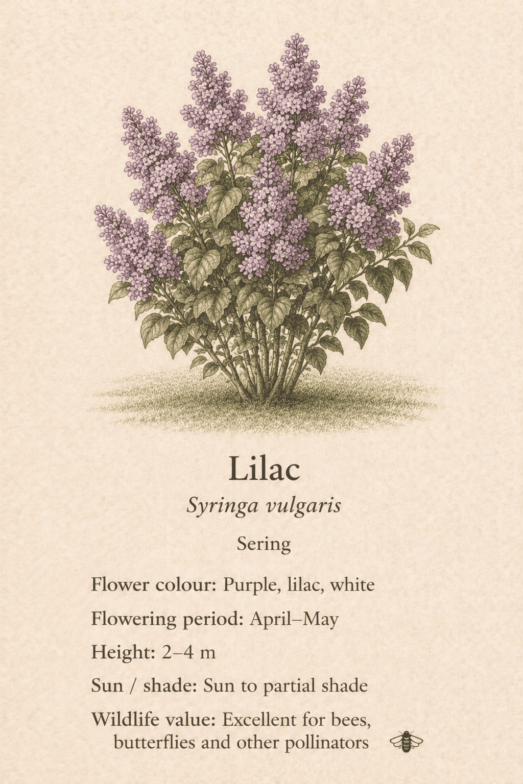 lilac - sering - Syringa vulgaris