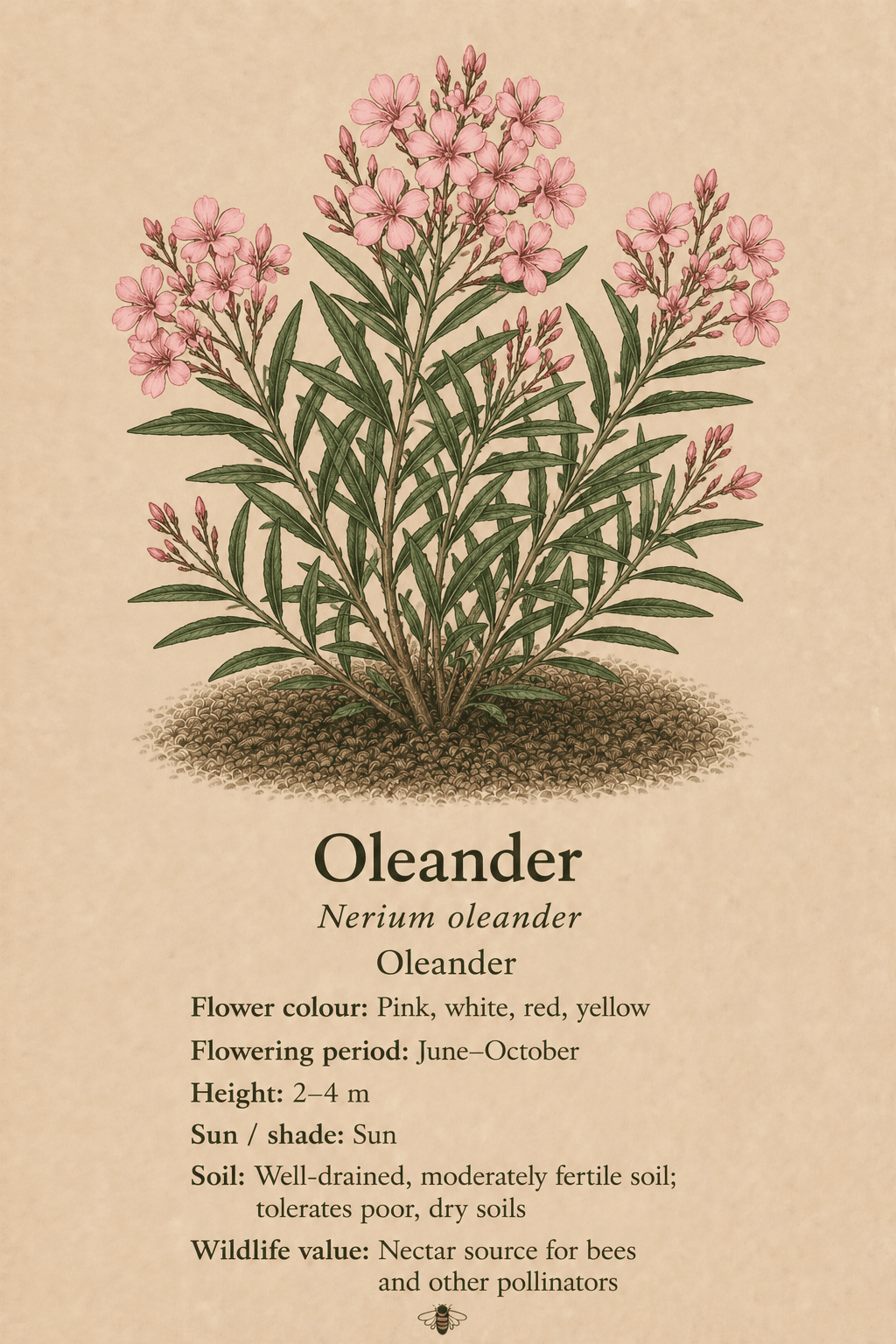 oleander - oleander - Nerium oleander (1)