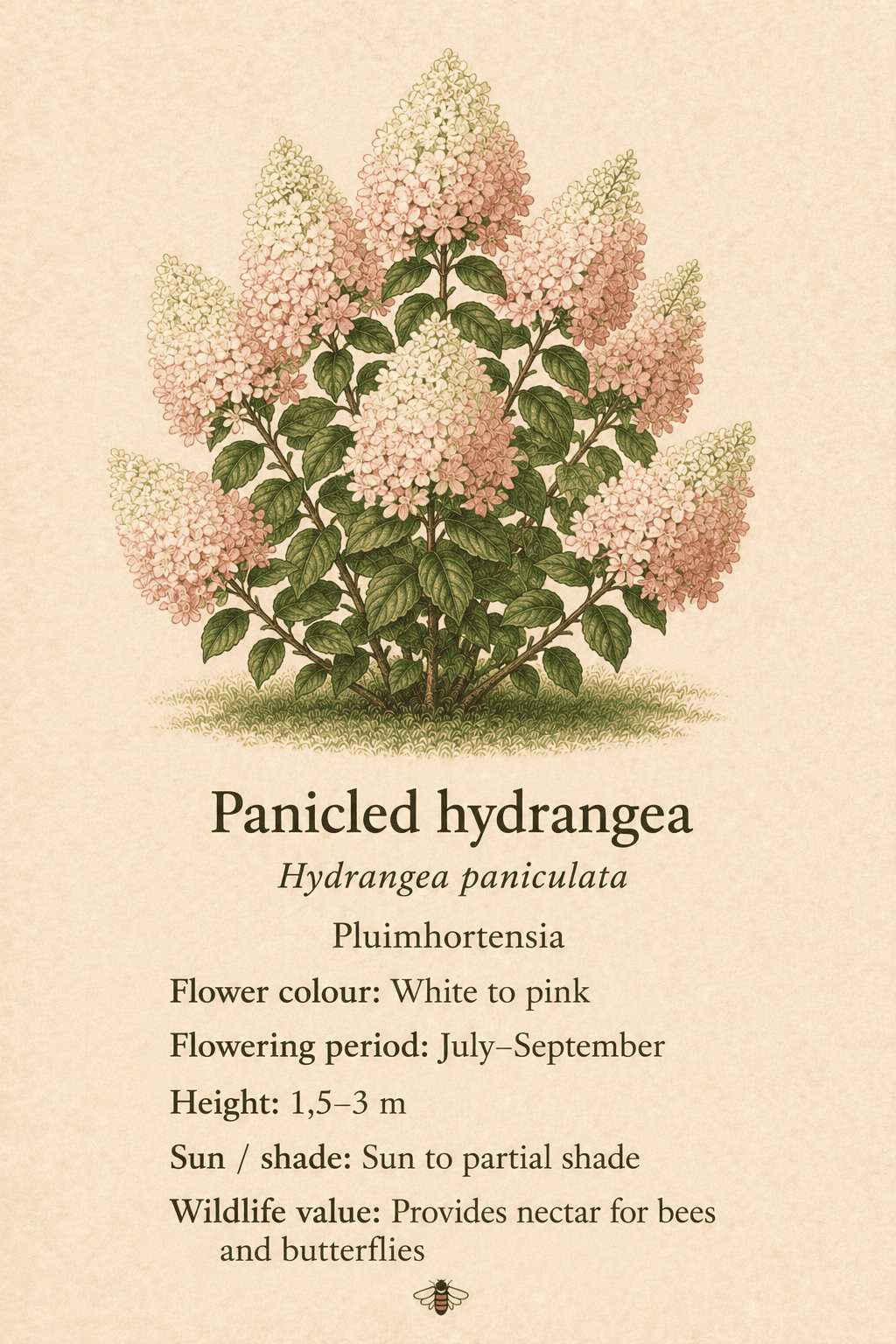 panicled hydrangea - pluimhortensia - Hydrangea paniculata