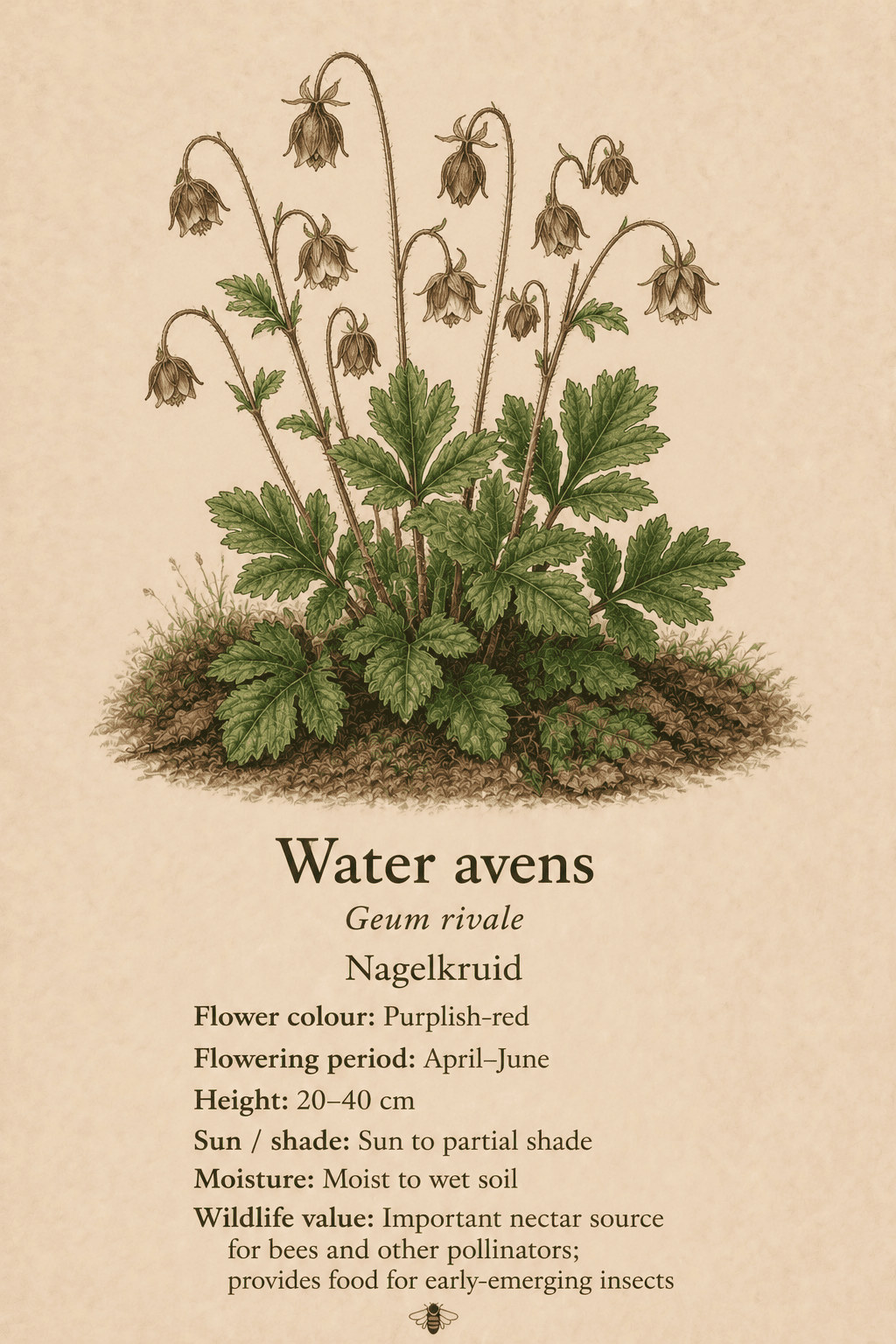 water avens - nagelkruid - Geum rivale